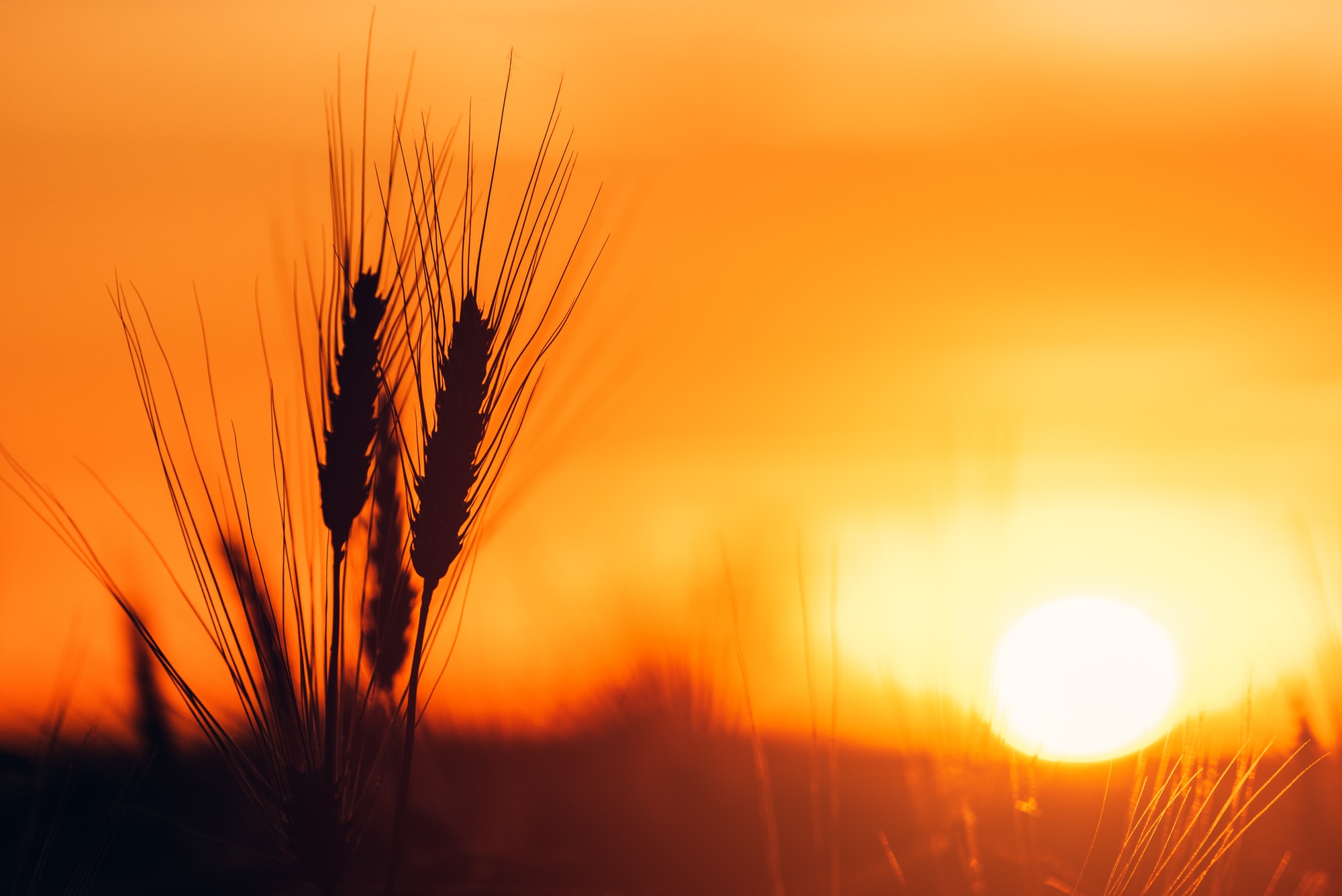 Barley ears in sunset