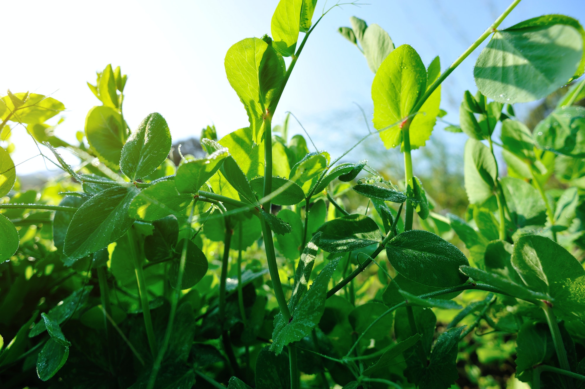 Green pea crops in spring garden